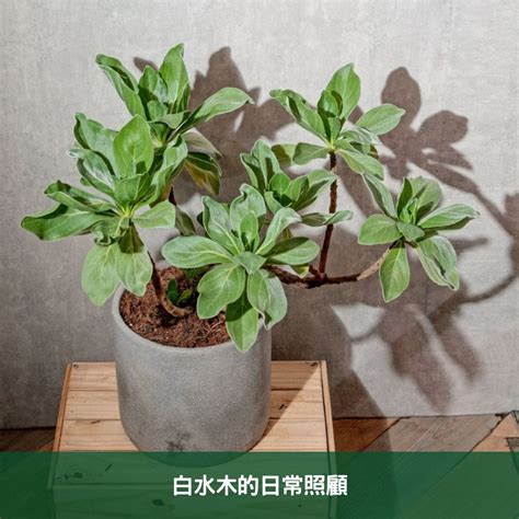 白水木如何照顧|白水木如何照顧？澆水頻率、適合的施肥？又為什麼葉。